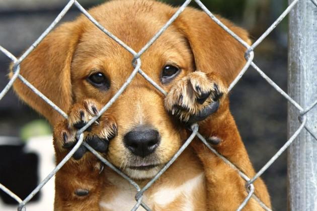 Abandono de animais e a importância da adoção responsável - Petz